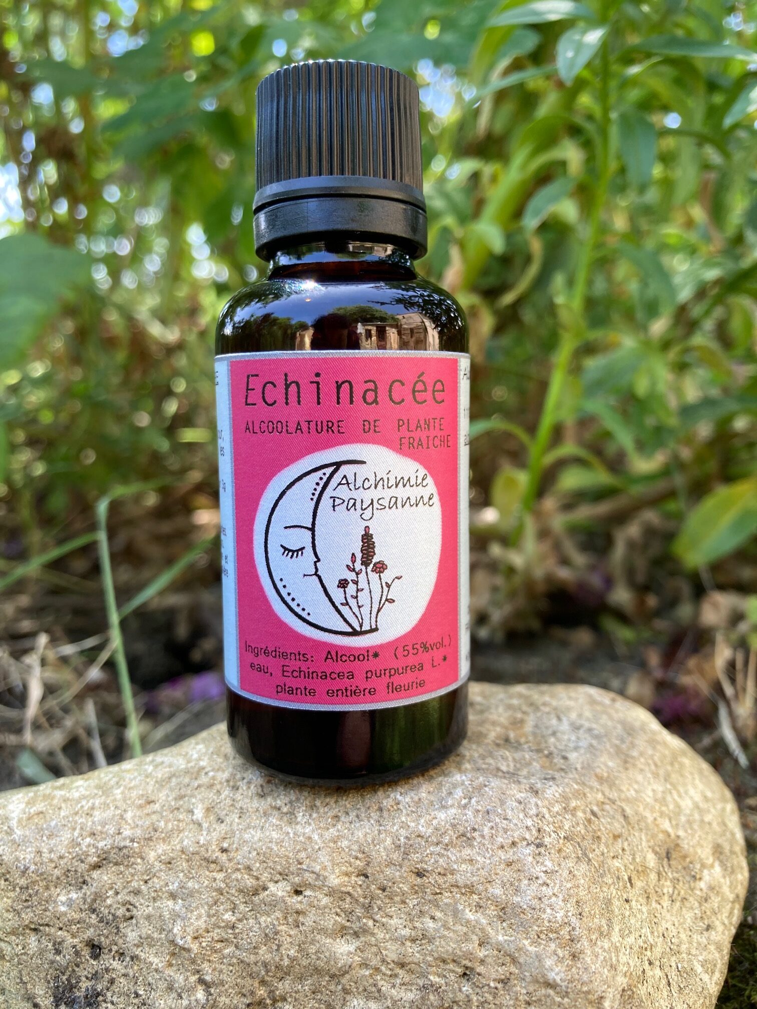 Echinacea purpurea racine et fleur teinture mère pour l'immunité